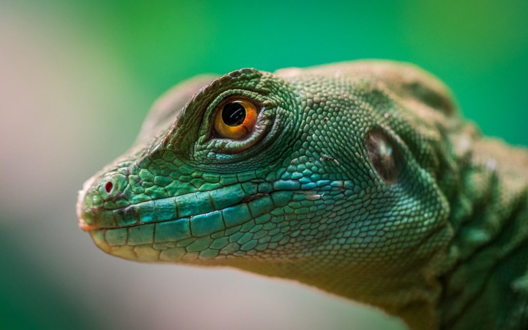 Charla y toca toca de reptiles & anfibios